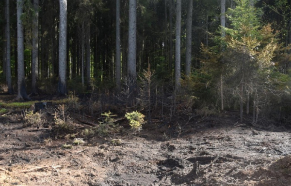 Požár lesa v Janově na Svitavsku zavinil odhozený nedopalek cigarety