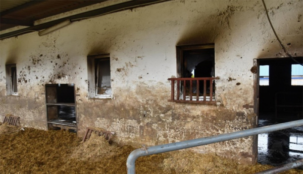 Třicet býků uhořelo při požáru zemědělského objektu na Svitavsku