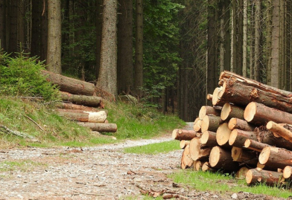 Lesy ČR darují lidem postiženým tornádem dřevo na nový krov nebo sto tisíc korun 