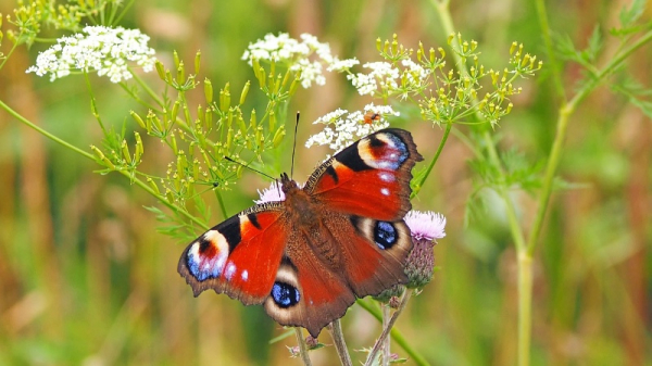 Na Víkendech pro přírodu můžete osvobodit motýlí království